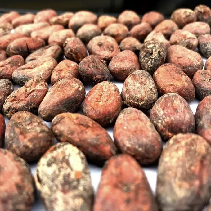 El Tesoro Cocoa