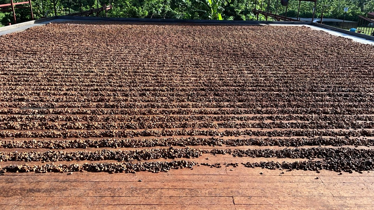 drying protocol