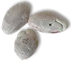 El Tesoro seed